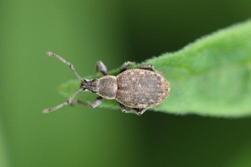 Réf. 85 392 : Peritelus sphaeroides