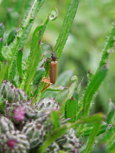 Denticollis linearis