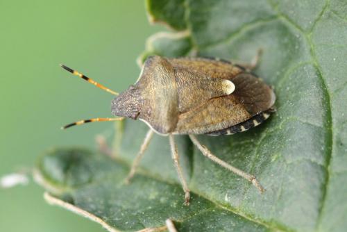 Réf. 85 710 : Peribalus strictus vernalis
