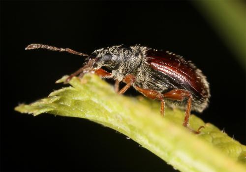 Réf. 85 176 : Phyllobius oblongus