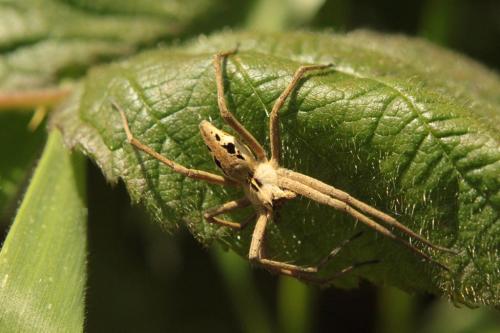 Pisaura mirabilis