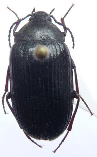 Prionychus fairmairii