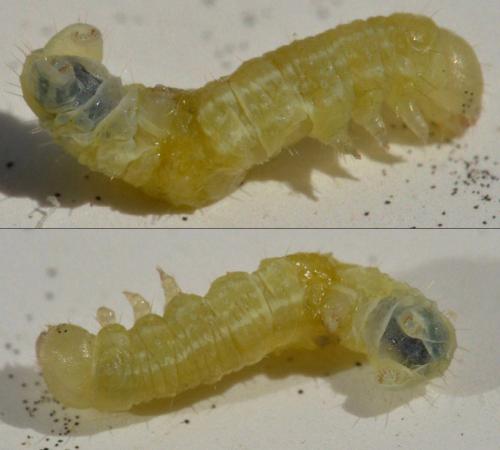 Operophtera brumata