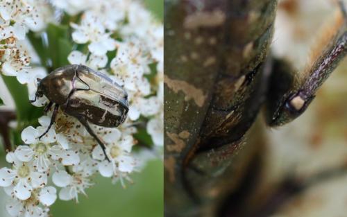 Réf. 85 952 : Potosia cuprea