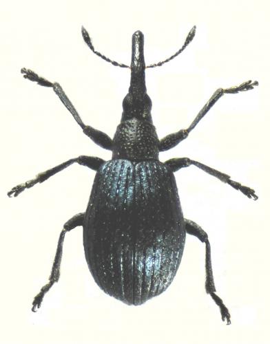 Holotrichapion aethiops