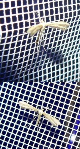 Adaina microdactyla
