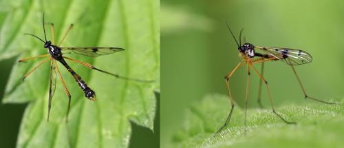Réf. 85 033 : Ptychoptera contaminata