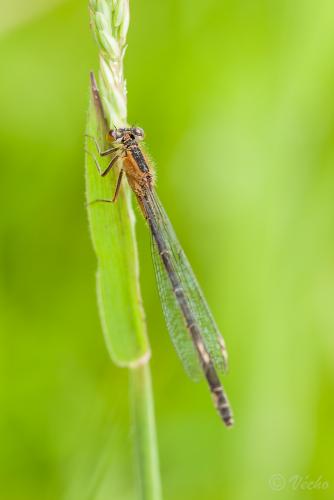 Réf. 85 010 : Ischnura pumilio