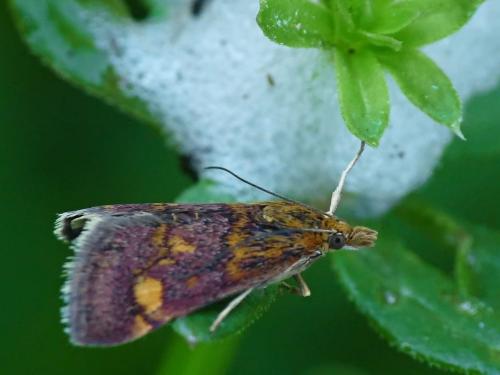Réf. 85 368 : Pyrausta aurata