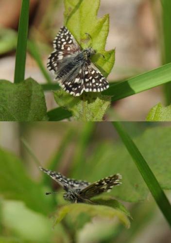 Réf. 85 535 : Pyrgus malvae