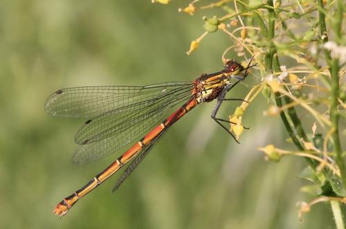 Réf. 85 285 : Pyrrhosoma nymphula