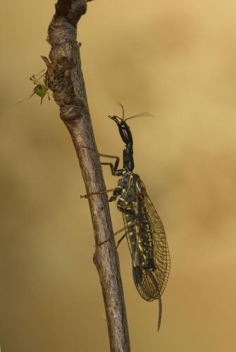 Phaeostigma notatum