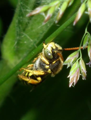 Nomada nobilis
