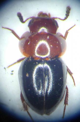 Réf. 85 970 : Agathidium nigripenne