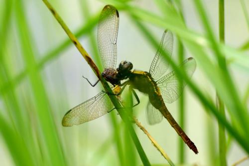 Réf. 85 159 : Erythemis peruviana