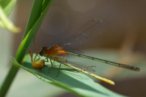 Ischnura sp.