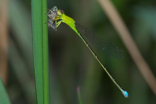 Ischnura capreolus