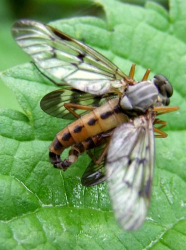 Réf. 85 683 : Rhagio scolopaceus