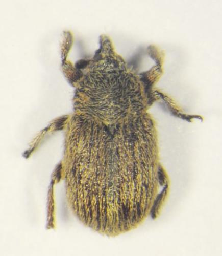 Rhinusa herbarum