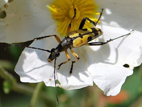 Réf. 85 757 : Rutpela maculata