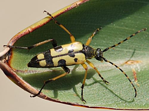 Rutpela maculata