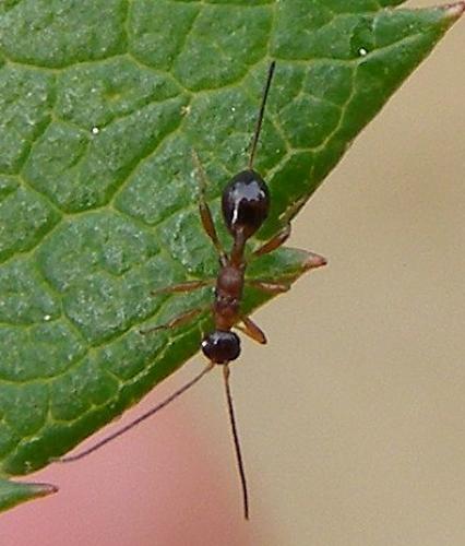 Spathius pedestris