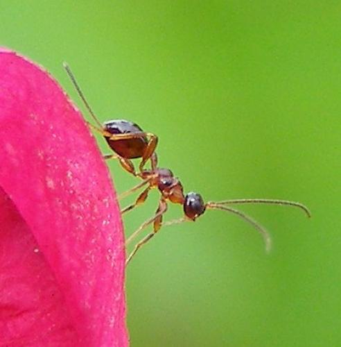 Spathius pedestris