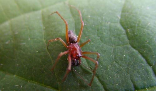 Frontinellina frutetorum