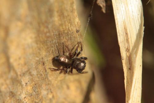Réf. 85 930 : Heliophanus auratus