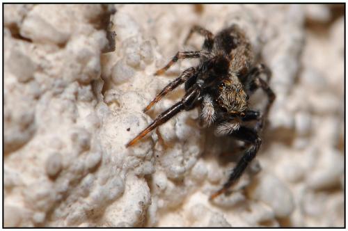 Pseudeuophrys lanigera