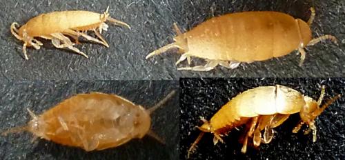 Atelura formicaria