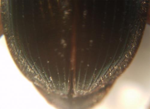Harpalus affinis