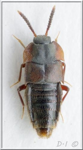 Dinarda dentata