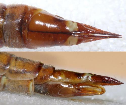 Tipula verrucosa
