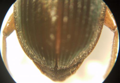 Harpalus affinis