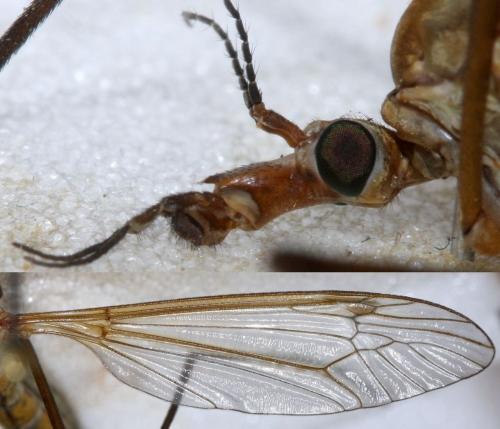 Tipula verrucosa