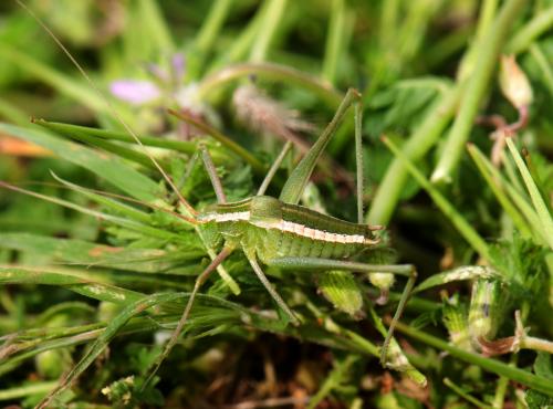 Odontura calaritana