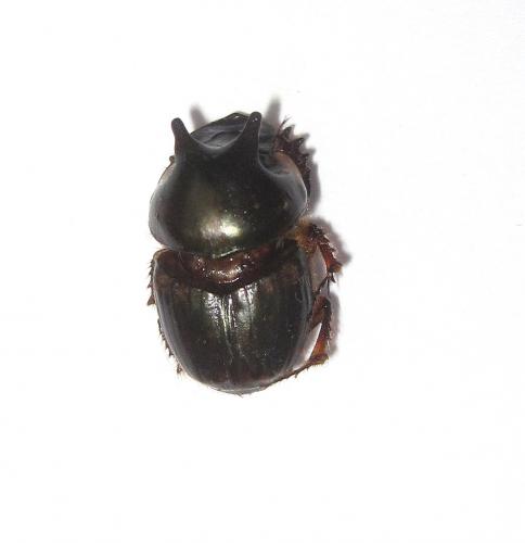 Réf. 85 486 : Onthophagus seniculus