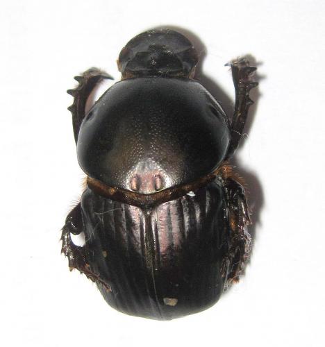 Réf. 85 489 : Onitis virens