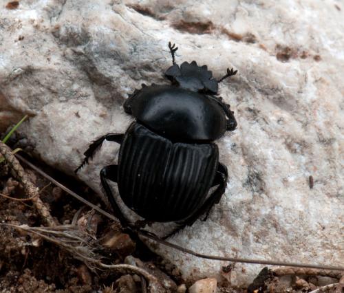 Réf. 85 372 : Scarabaeus laticollis
