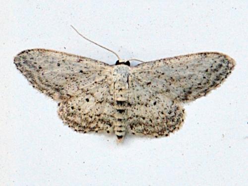 Idaea seriata