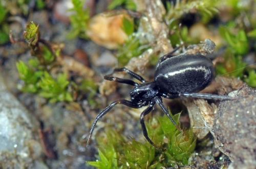 Réf. 85 530 : Dictyna sp.