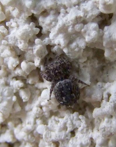 Réf. 85 037 : Attulus pubescens