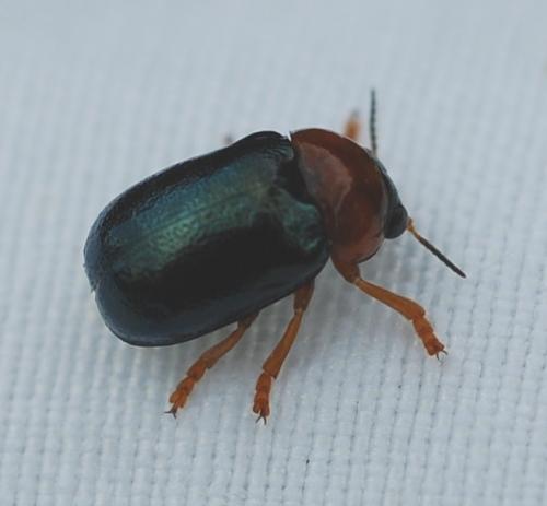 Réf. 85 402 : Smaragdina salicina