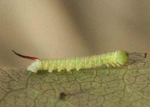Réf. 85 779 : Smerinthus ocellata
