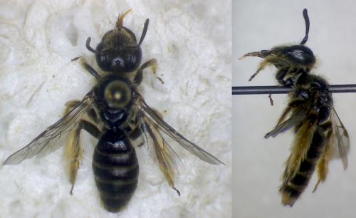 Panurgus corsicus