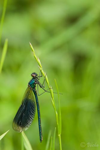 Calopteryx splendens