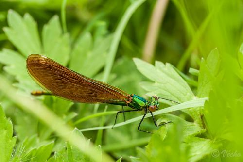 Calopteryx sp.