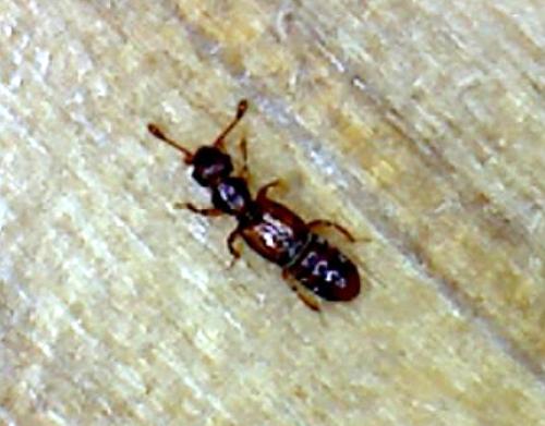 Réf. 85 532 : Pselaphinae inconnu