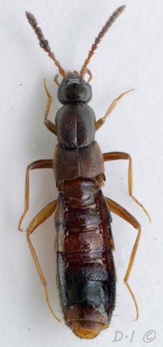 Réf. 85 509 : Drusilla canaliculata